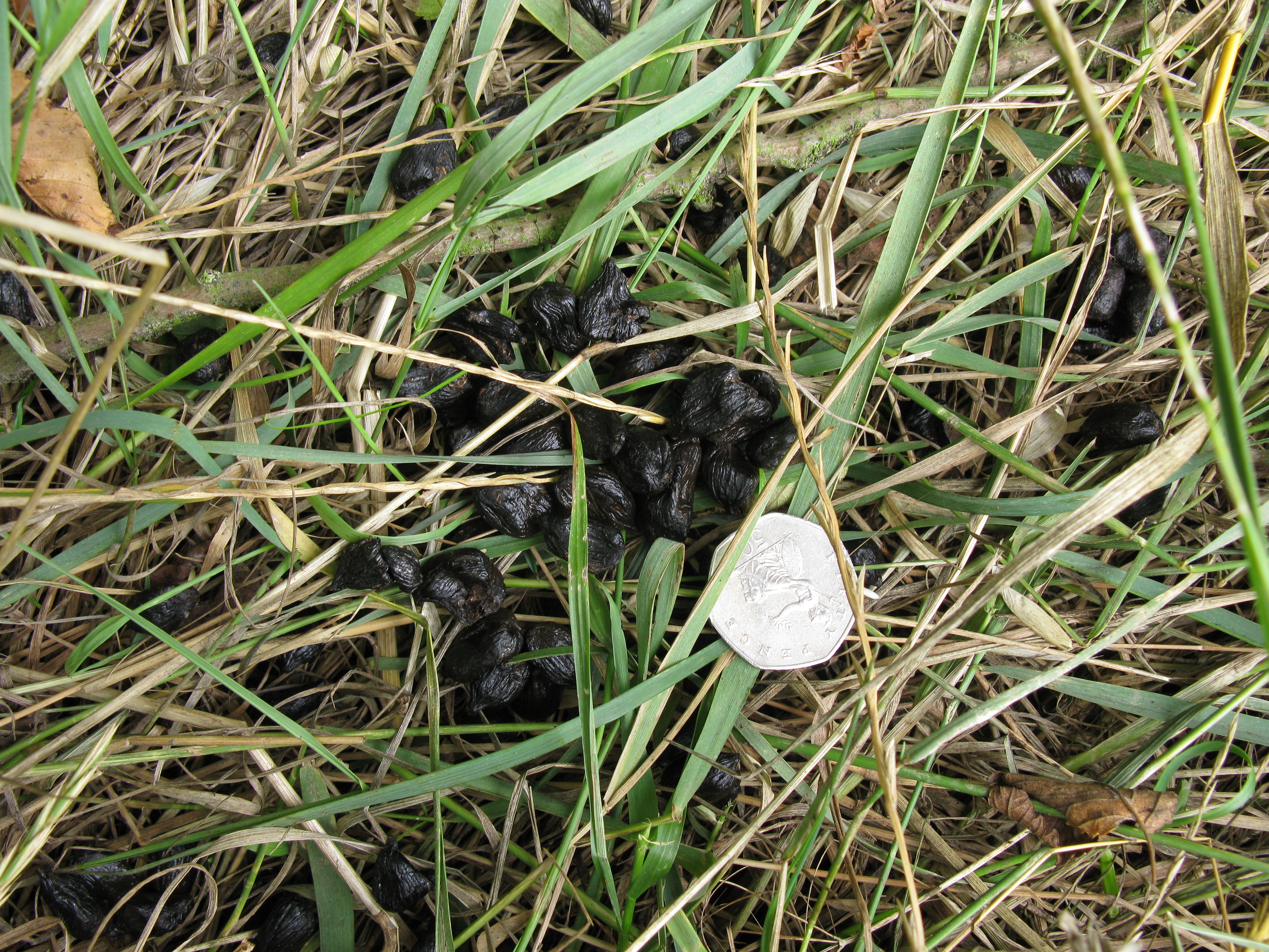 Identify Poo Wildlife Trusts Wales